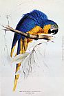 Blue And Yellow Macaw by Edward Lear